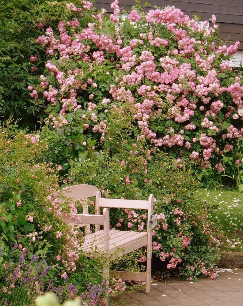 Raubritter Rambler kaufen bei AGEL ROSEN