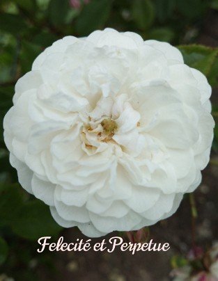 Félicité et Perpétue