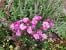 Lavender Siluetta