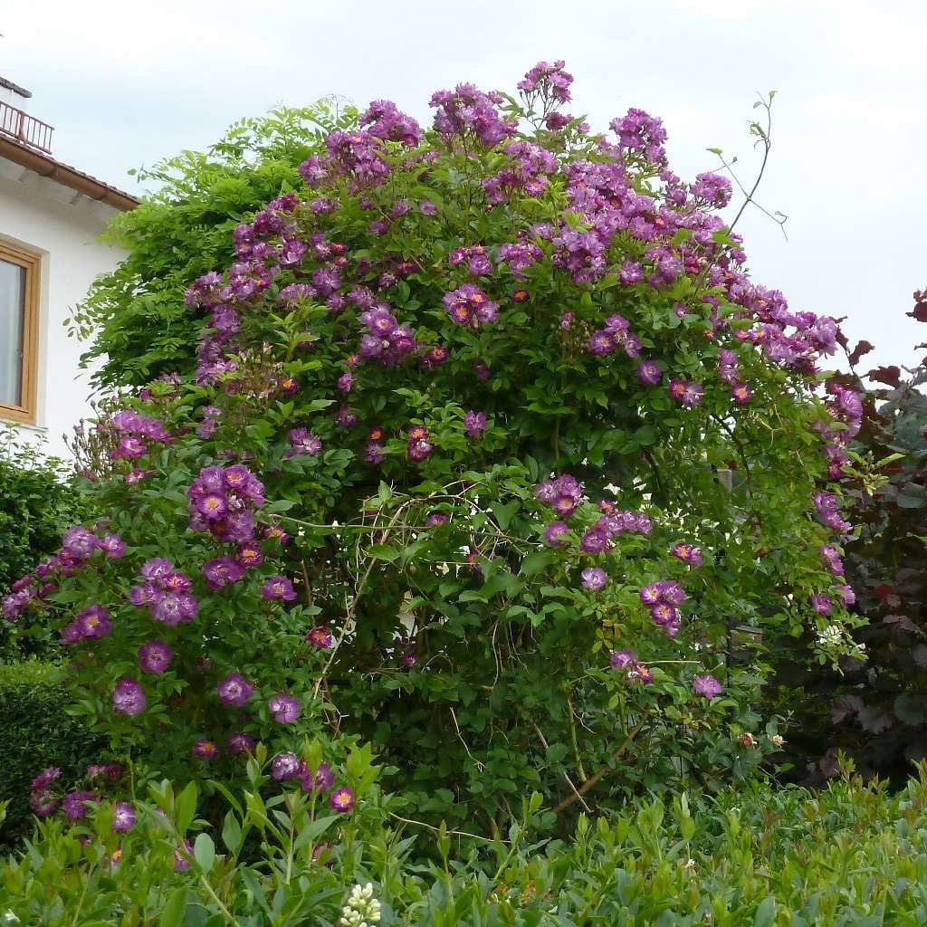 Veilchenblau Rambler buy at AGEL ROSEN