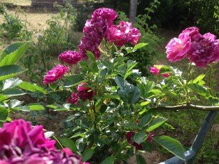 Bleu Magenta