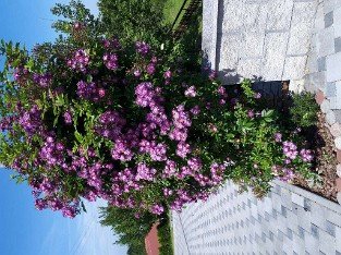 Bleu Magenta