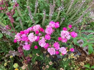 Lavender Siluetta