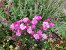 Lavender Siluetta