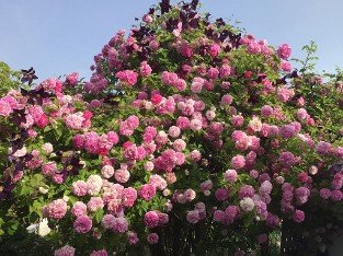 Seven Sister's Rose