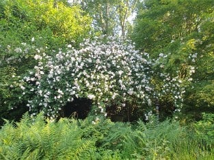 Venusta Pendula