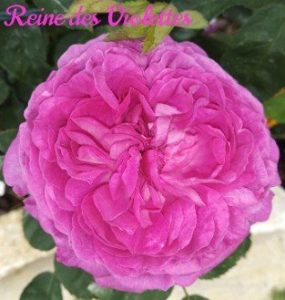 Reine des Violettes
