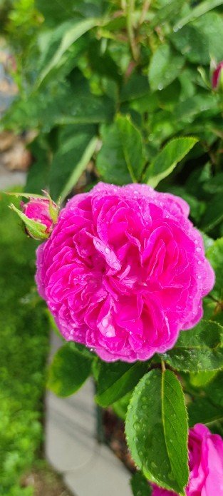 Reine des Violettes