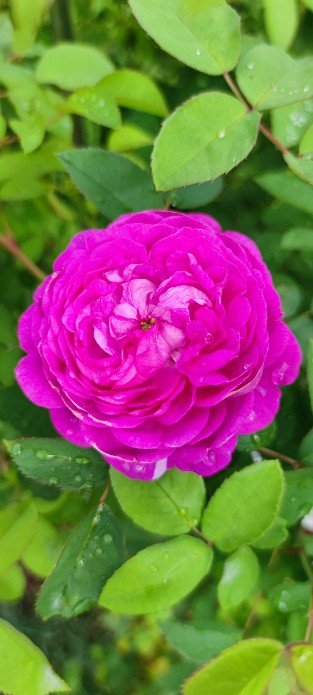 Reine des Violettes