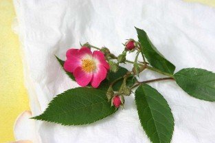 Rosa rubiginosa (Apfelrose)