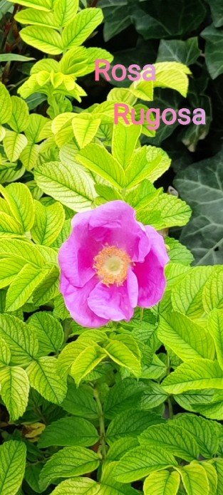 Rosa rugosa