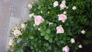 Eden Rose 85