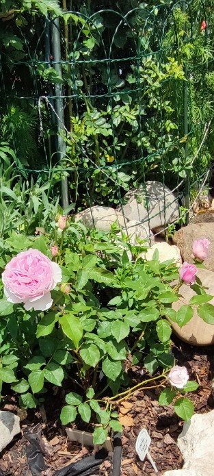 Gartenträume