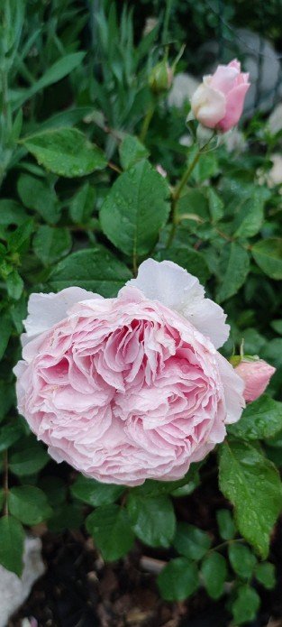 Gartenträume