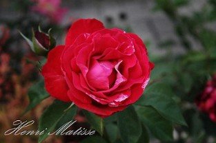 Malerrose 'Henri Matisse'