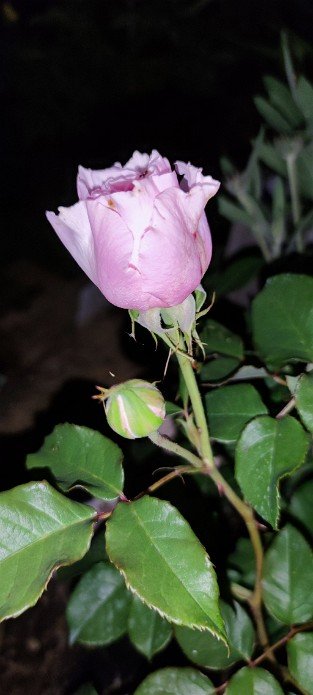 Gartenträume