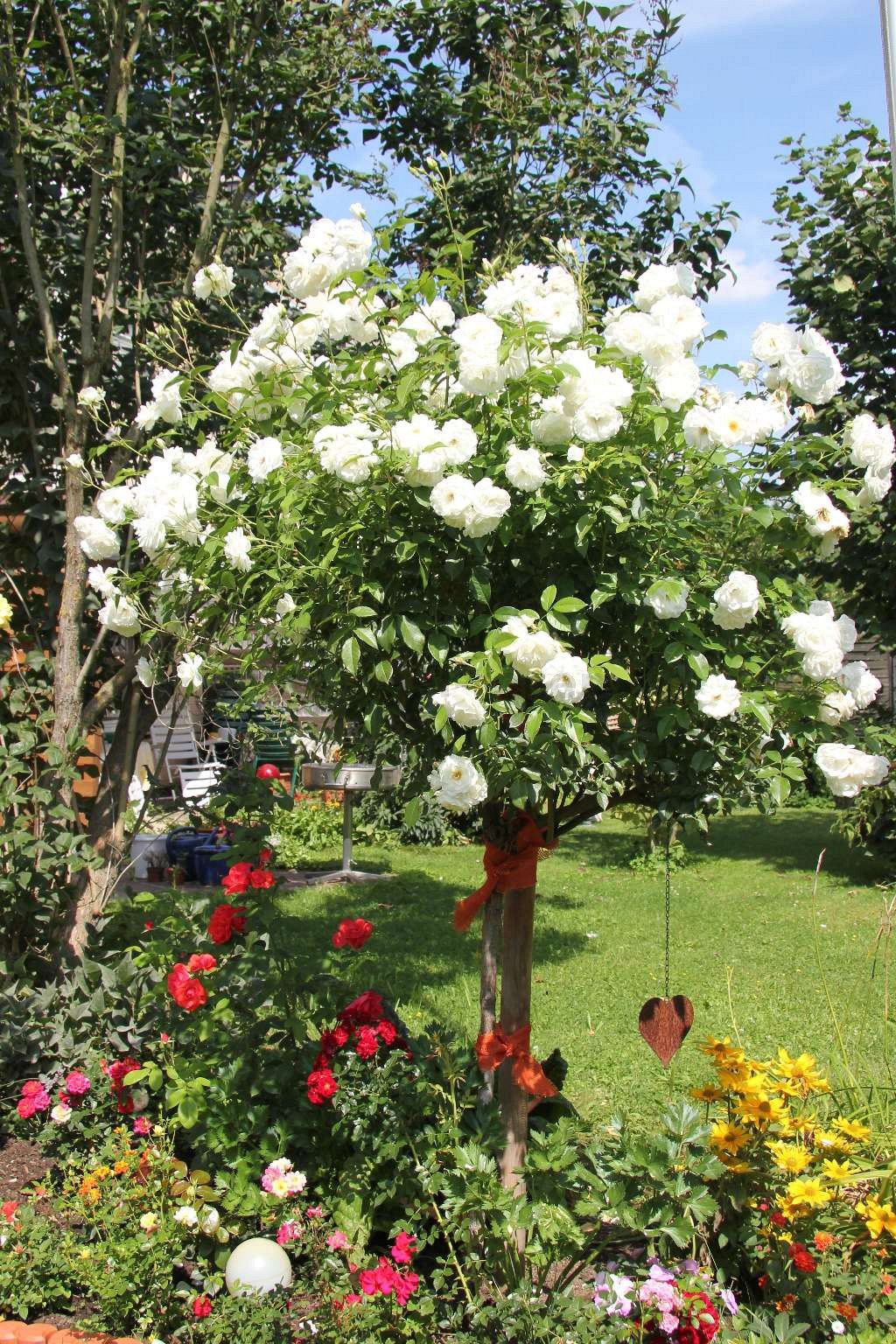 Schneewittchen ® kaufen – AGEL ROSEN » Hochstammrosen