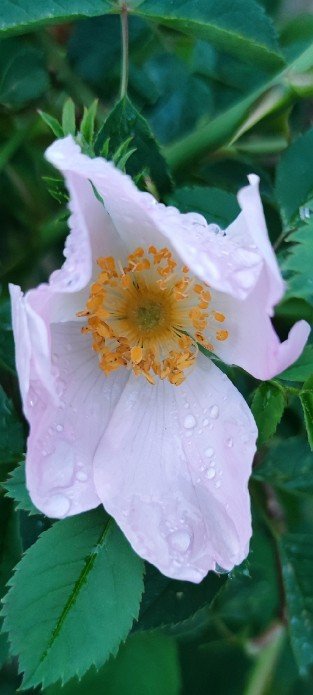 Rosa canina