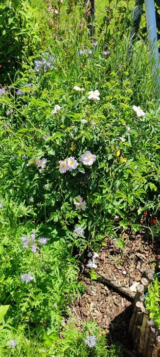 Rosa canina