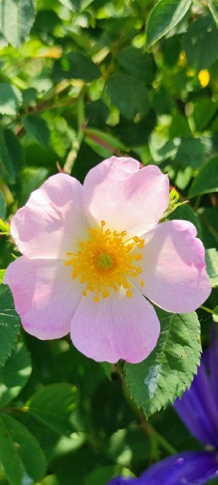 Rosa canina