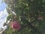 Rosa centifolia 'Cristata'  (Chapeau de Napoleon)